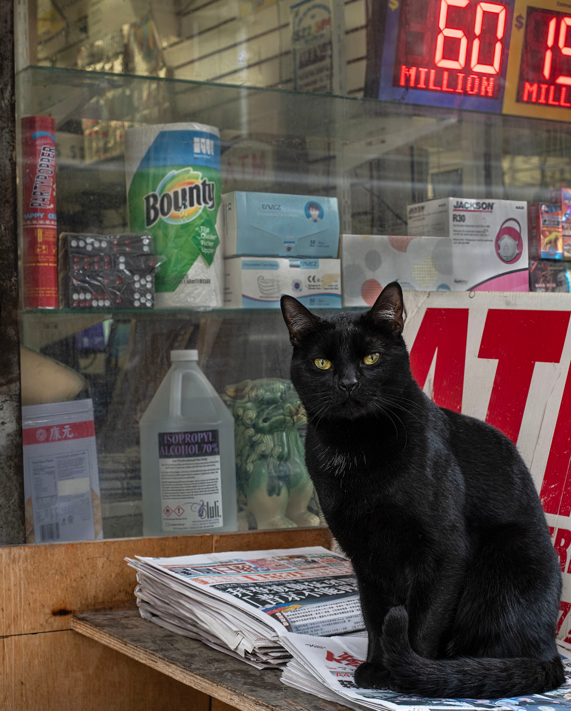 Cato de bodega preto com olhos amarelos sentados no topo de documentos de notícias em Chinatown, Nova York. (Foto de: Ann Broder/UCG/Universal Images Group via Getty Images)